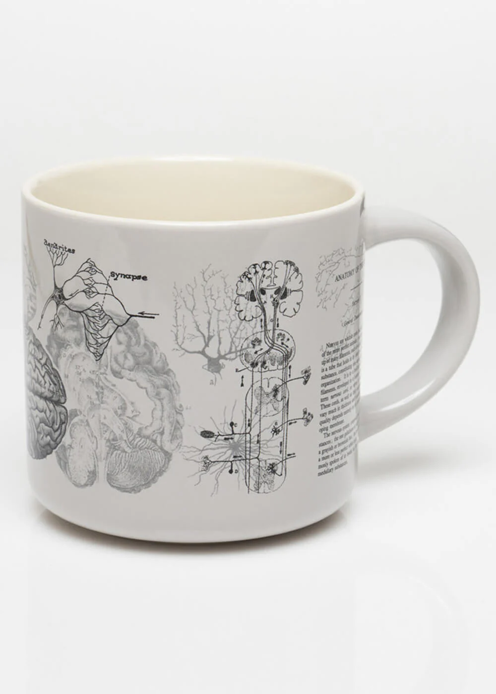 Succubus Home Tasse Anatomie Cérébrale – Image 3